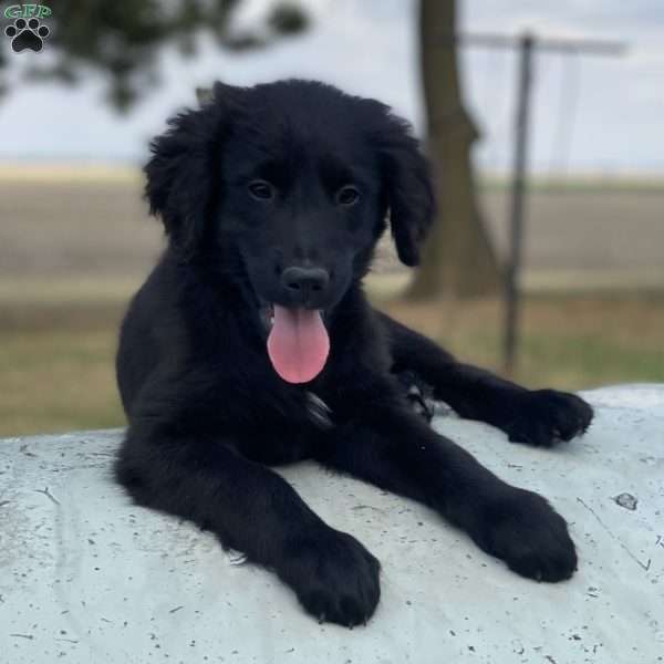 Smoky, Bernese Golden Mountain Dog Puppy