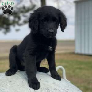 Smoky, Bernese Golden Mountain Dog Puppy