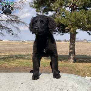 Smoky, Bernese Golden Mountain Dog Puppy