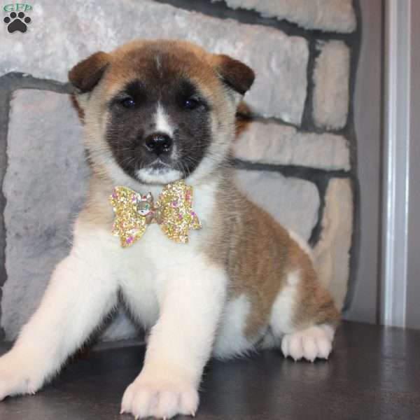 Molly, Akita Puppy
