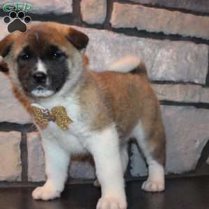 Molly, Akita Puppy
