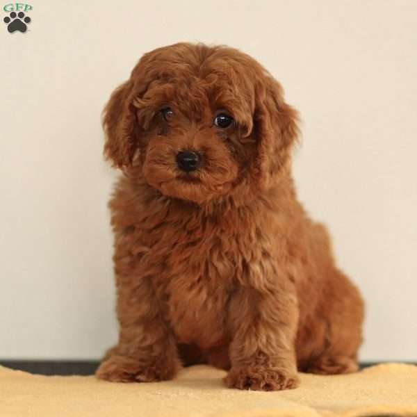 Maggie, Miniature Poodle Puppy