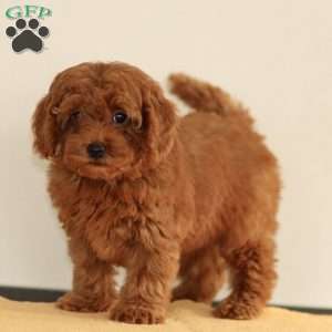 Maggie, Miniature Poodle Puppy