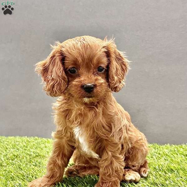 Millie, Cavapoo Puppy