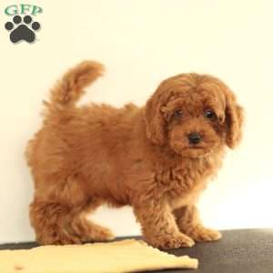 Maggie, Miniature Poodle Puppy