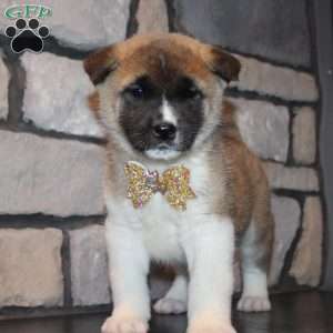 Molly, Akita Puppy