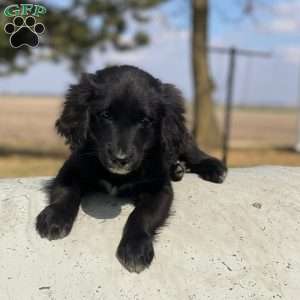 Bella, Bernese Golden Mountain Dog Puppy