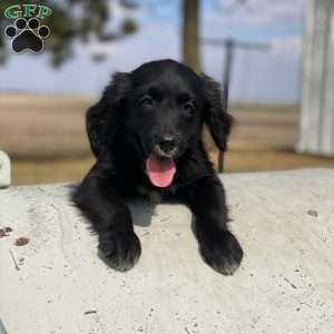 Bella, Bernese Golden Mountain Dog Puppy