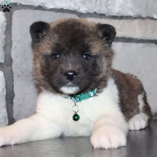 Kipper, Akita Puppy