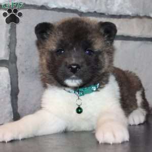 Kipper, Akita Puppy