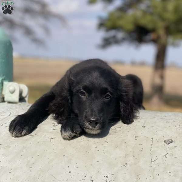 Bella, Bernese Golden Mountain Dog Puppy