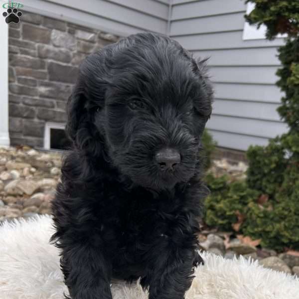 Jack, Portuguese Water Dog Puppy