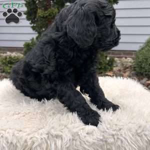 Jack, Portuguese Water Dog Puppy