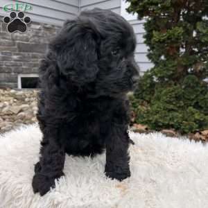 Ivy, Portuguese Water Dog Puppy