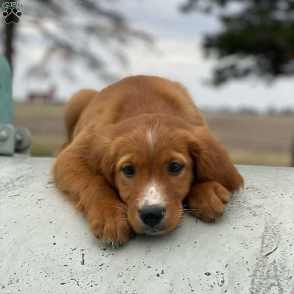 Blaze, Bernese Golden Mountain Dog Puppy