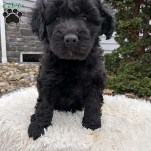 Ivy, Portuguese Water Dog Puppy
