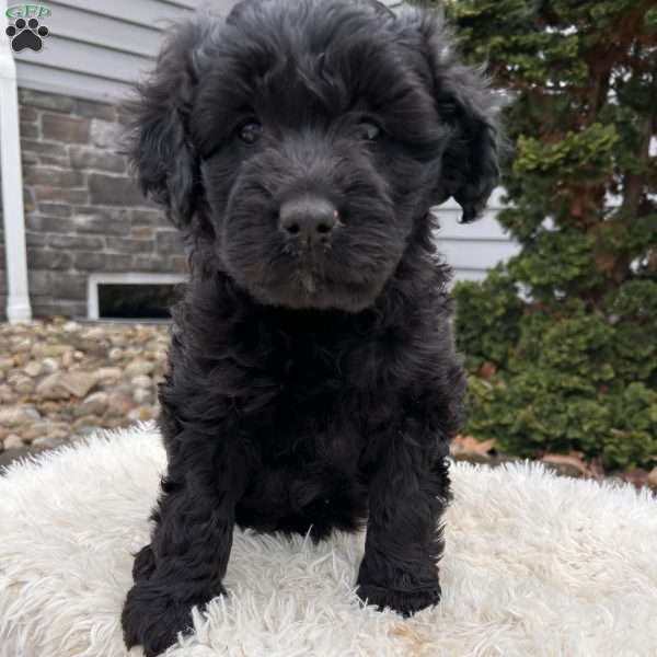 Ivy, Portuguese Water Dog Puppy
