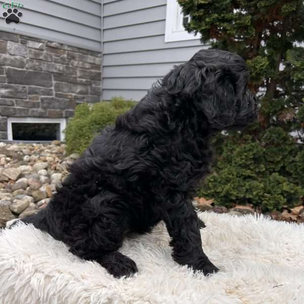 Ivy, Portuguese Water Dog Puppy