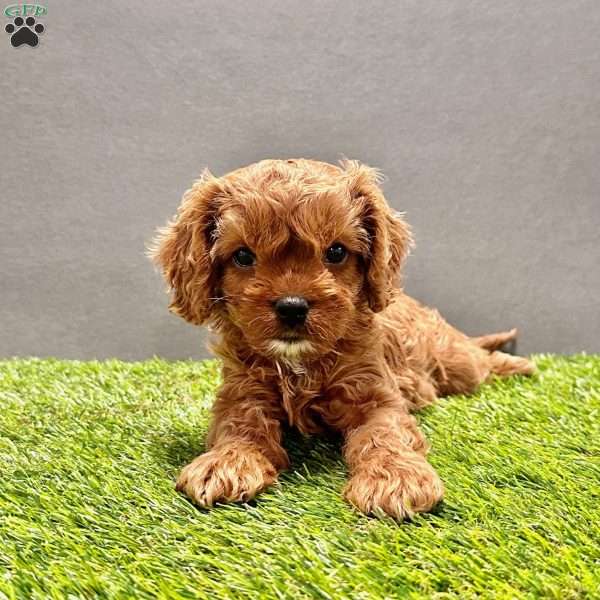 Willow, Cavapoo Puppy