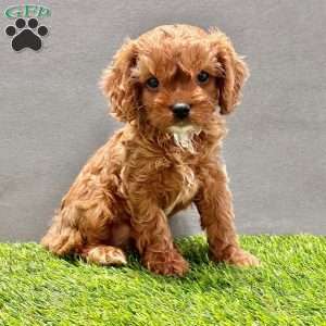 Willow, Cavapoo Puppy