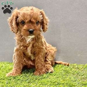 Willow, Cavapoo Puppy