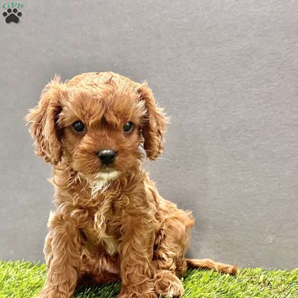 Willow, Cavapoo Puppy