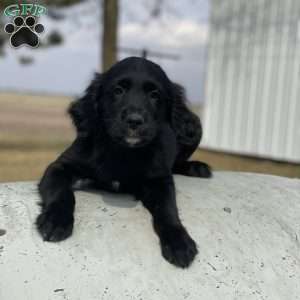 Max, Bernese Golden Mountain Dog Puppy