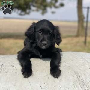Max, Bernese Golden Mountain Dog Puppy
