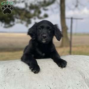 Max, Bernese Golden Mountain Dog Puppy