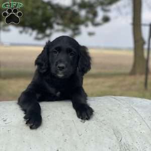Max, Bernese Golden Mountain Dog Puppy