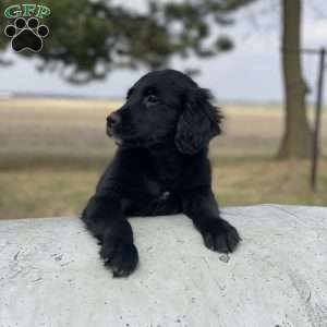 Max, Bernese Golden Mountain Dog Puppy