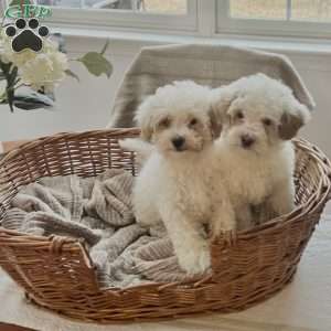 Roman, Forever Puppy