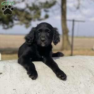 Max, Bernese Golden Mountain Dog Puppy