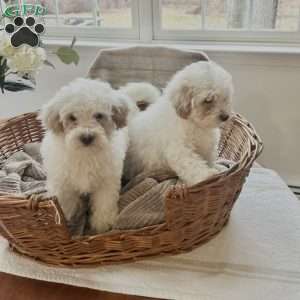 Roman, Forever Puppy