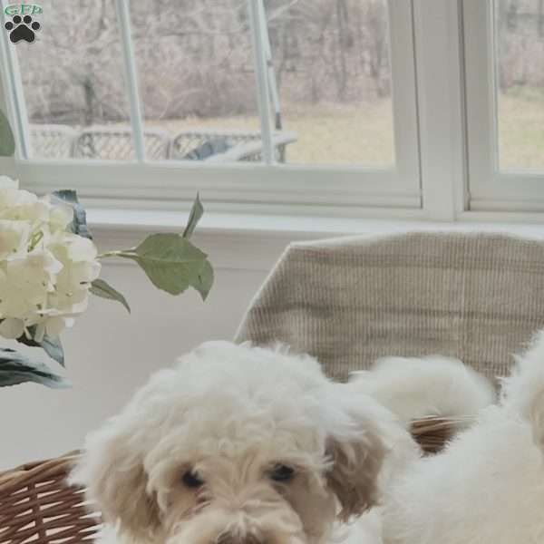 Roman, Forever Puppy