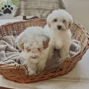 Roman, Forever Puppy