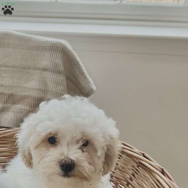 Scotty, Forever Puppy