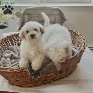 Roman, Forever Puppy