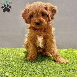 Ginger, Cavapoo Puppy