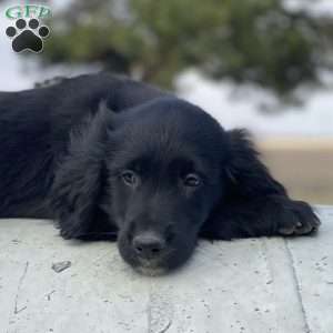 Max, Bernese Golden Mountain Dog Puppy