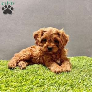 Ginger, Cavapoo Puppy
