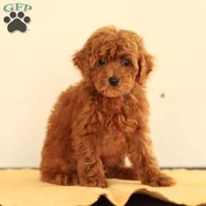 Monroe, Miniature Poodle Puppy