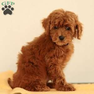 Monroe, Miniature Poodle Puppy