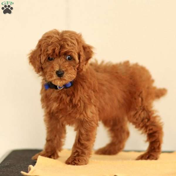 Monroe, Miniature Poodle Puppy