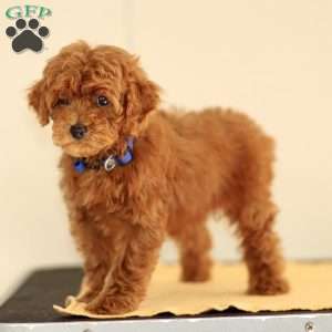 Monroe, Miniature Poodle Puppy