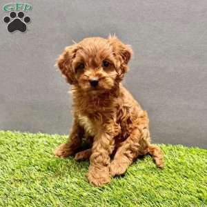 Ginger, Cavapoo Puppy