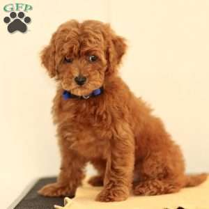 Monroe, Miniature Poodle Puppy