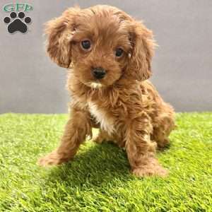 Charlie, Cavapoo Puppy