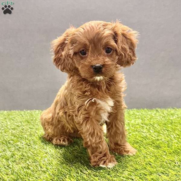 Charlie, Cavapoo Puppy