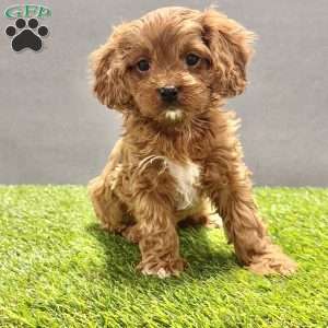 Charlie, Cavapoo Puppy